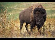 Na 130 jaar bizons terug in Banff National Park