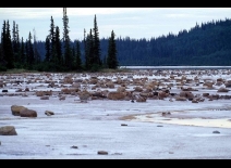 VN zegt dat het plan van Canada om Wood Buffalo National Park te redden niet voldoende is