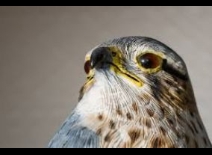 RoBird in Canada