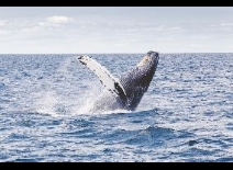 Walvissen en orka’s spotten in Canada