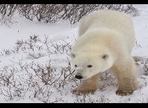 Churchill, Polarbear Capital of the World