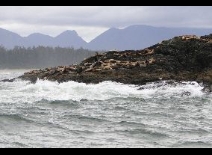 National Park Pacific Rim
