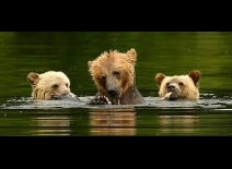 Grizzly beren ontmoeten op Knight Inlet