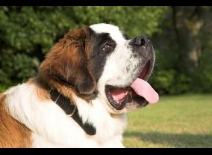 Elke hondenliefhebber kan zijn of haar hart ophalen op het ‘Sint Bernard eiland’ in Canada