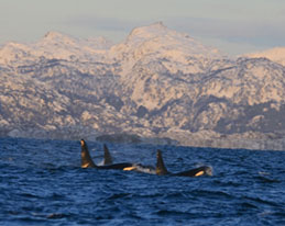 orka grijze walvis